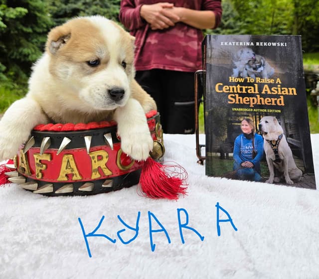 Central Asian Shepherd Dog Puppies media 9