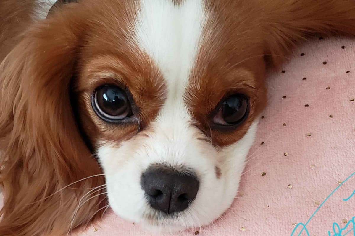 Cavalier King Charles Spaniel Puppies breeder image 2