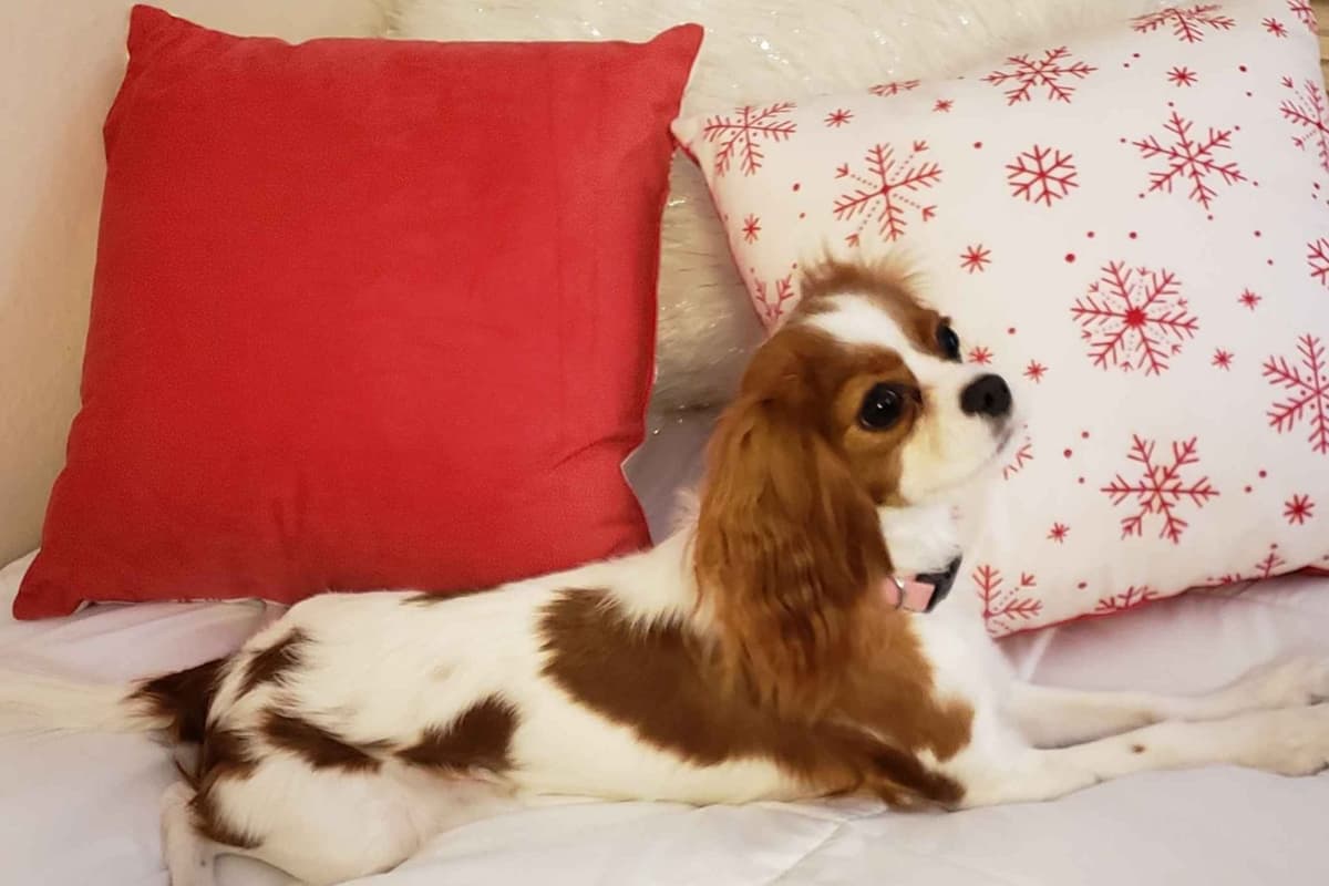 Cavalier King Charles Spaniel Puppies breeder image 3