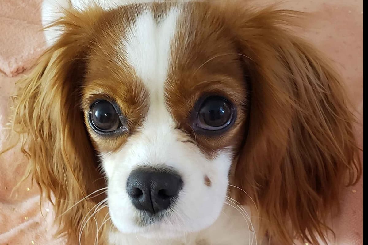 Cavalier King Charles Spaniel Puppies breeder image 4