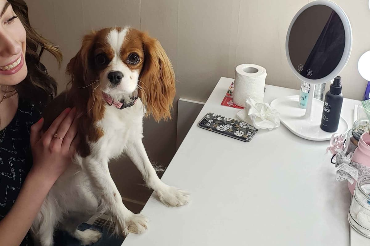 Cavalier King Charles Spaniel Puppies breeder image 5