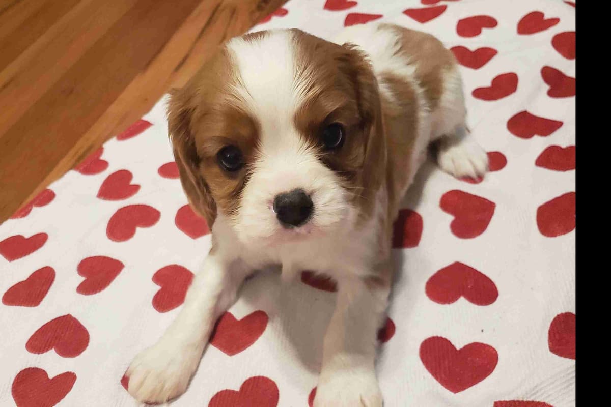 Cavalier King Charles Spaniel Puppies breeder image 1