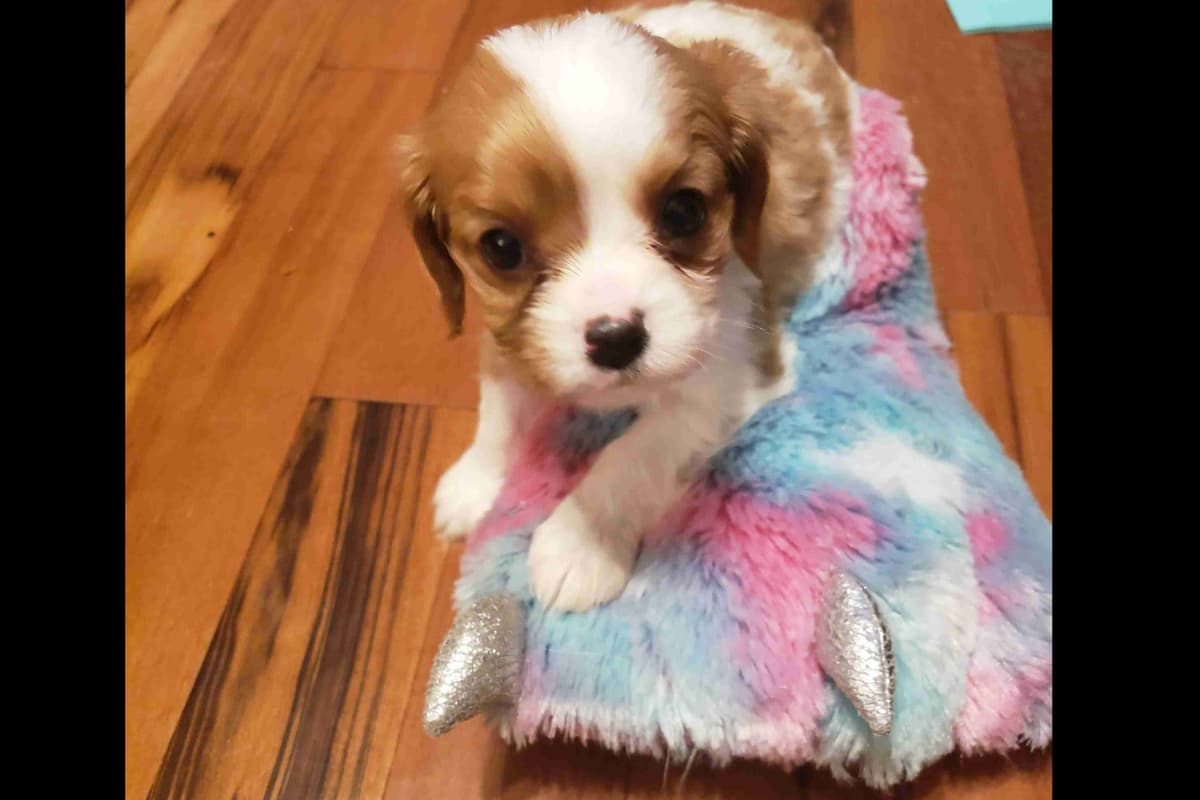 Cavalier King Charles Spaniel Puppies breeder image 6