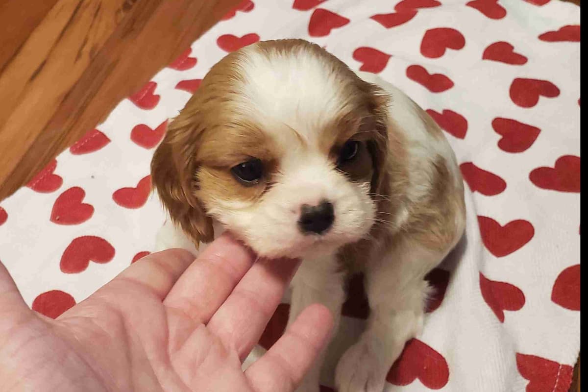 Cavalier King Charles Spaniel Puppies breeder image 8