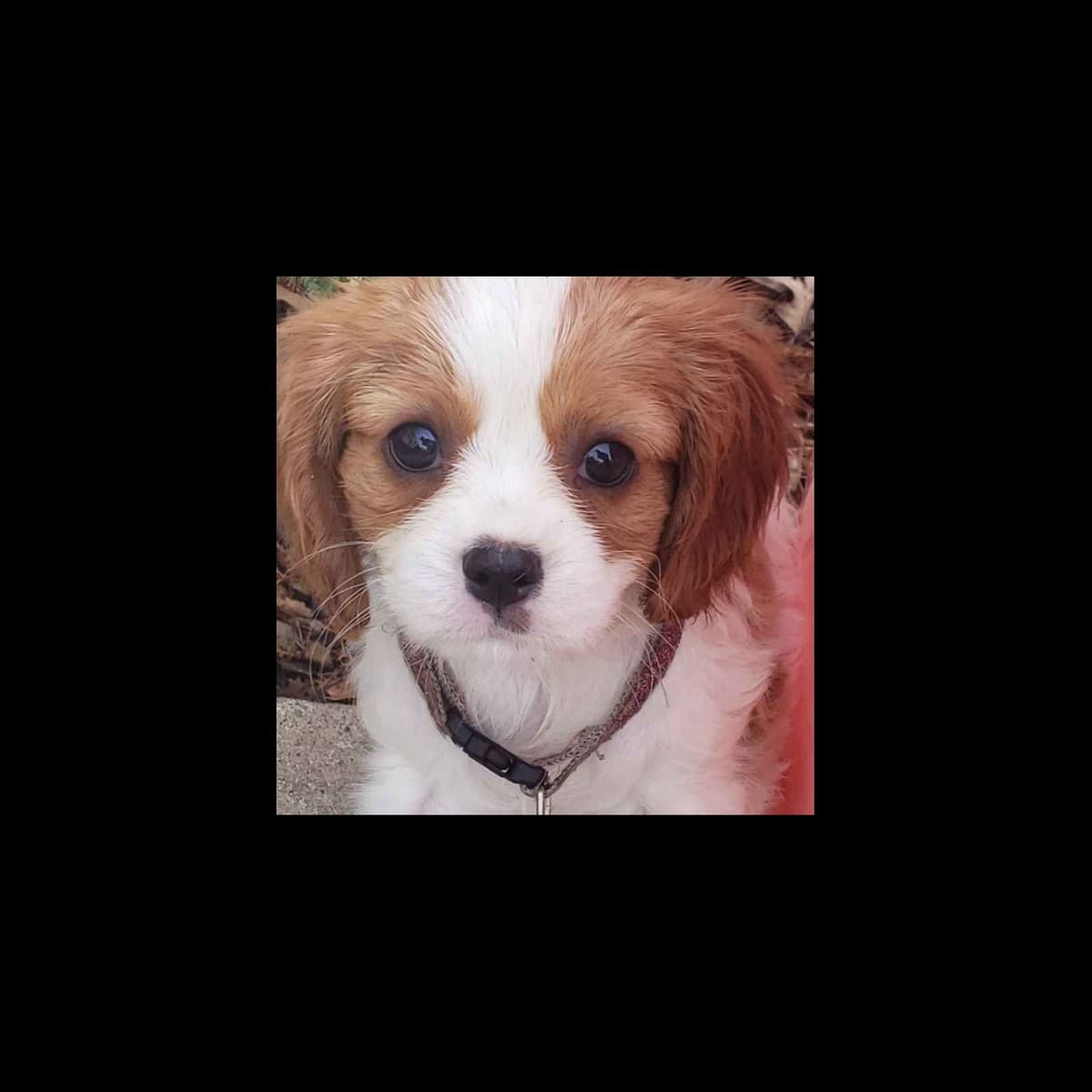 Cavalier King Charles Spaniel Puppies breeder image 7