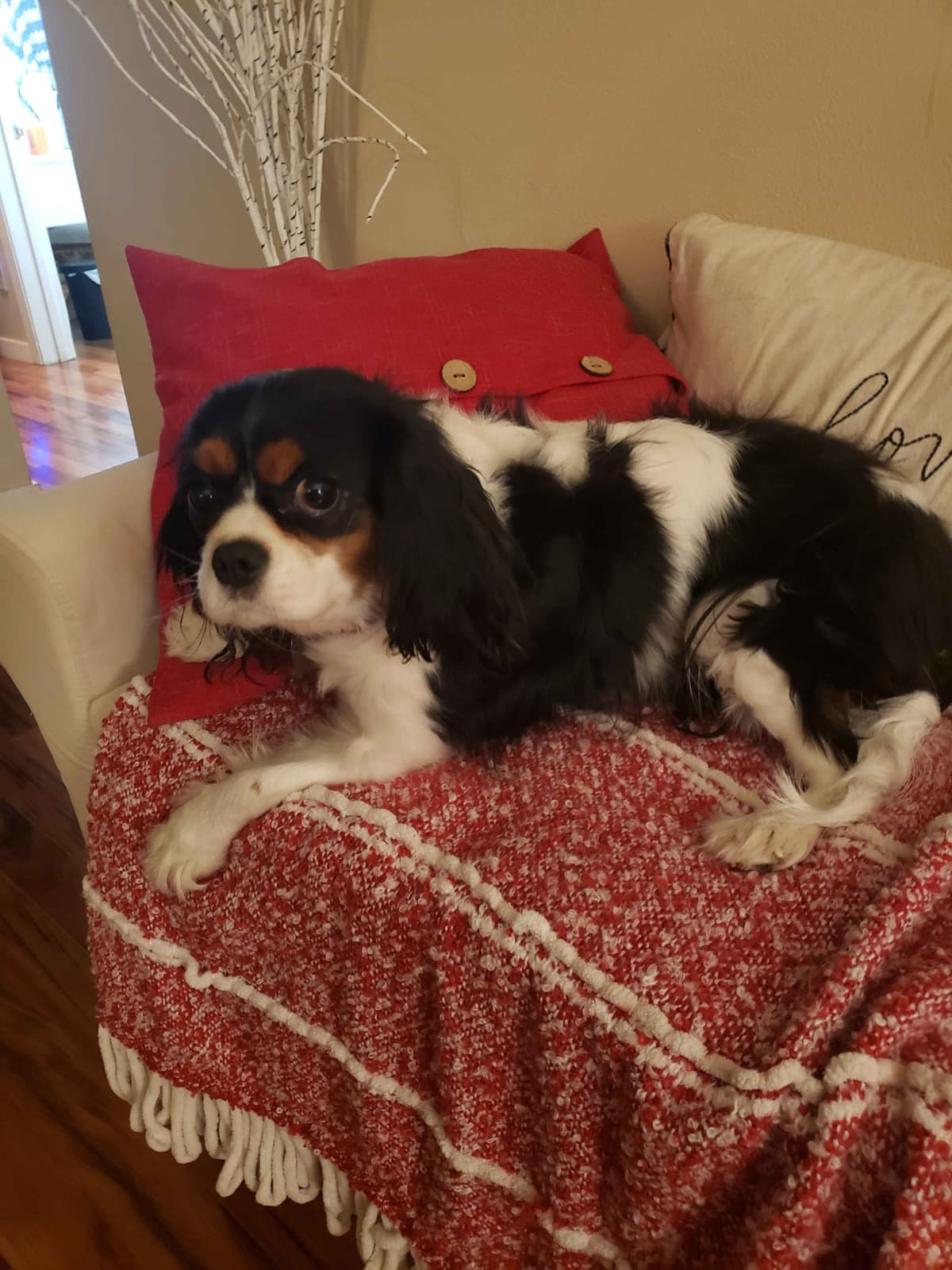 Cavalier King Charles Spaniel Puppies breeder image 9