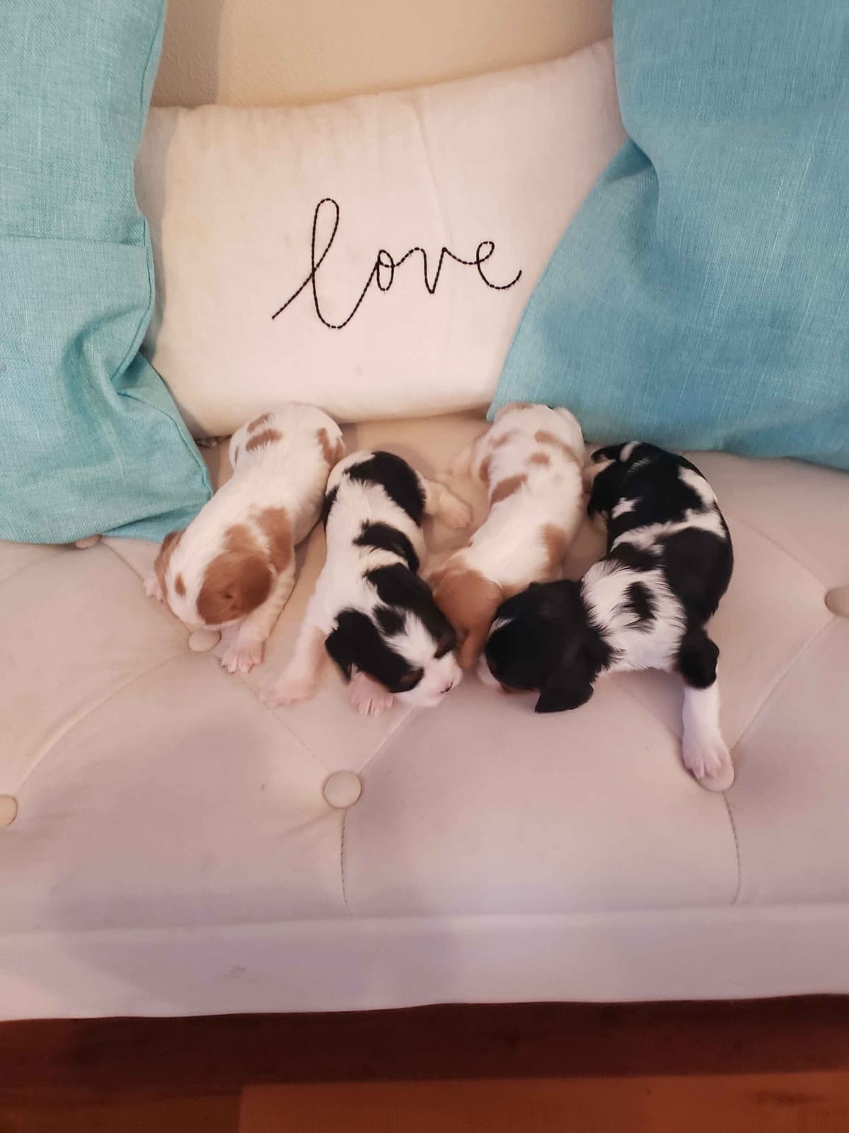 Cavalier King Charles Spaniel Puppies breeder image 10