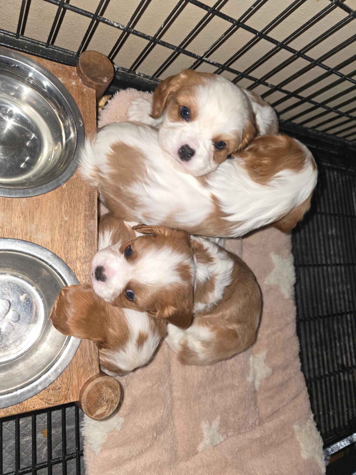 Cavalier King Charles Spaniel Puppies breeder image 13