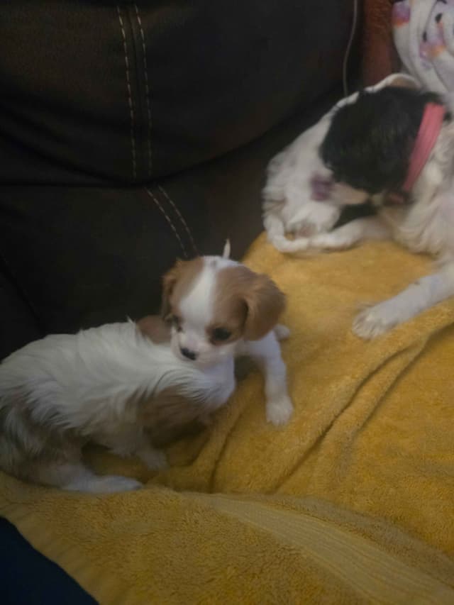 Cavalier King Charles Spaniel Puppies media 2