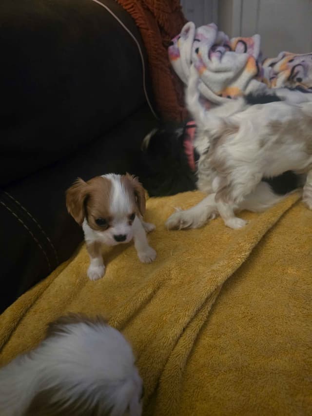 Cavalier King Charles Spaniel Puppies media 3