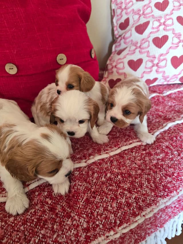 Cavalier King Charles Spaniel Puppies media 4