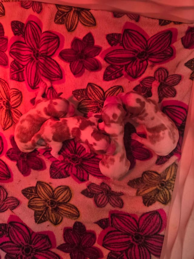 Cavalier King Charles Spaniel Puppies media 2