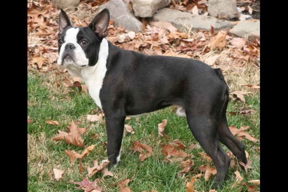 BVF Boston Terrier Puppies breeder image 1