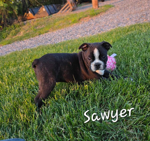 BVF Boston Terrier Puppies media 2