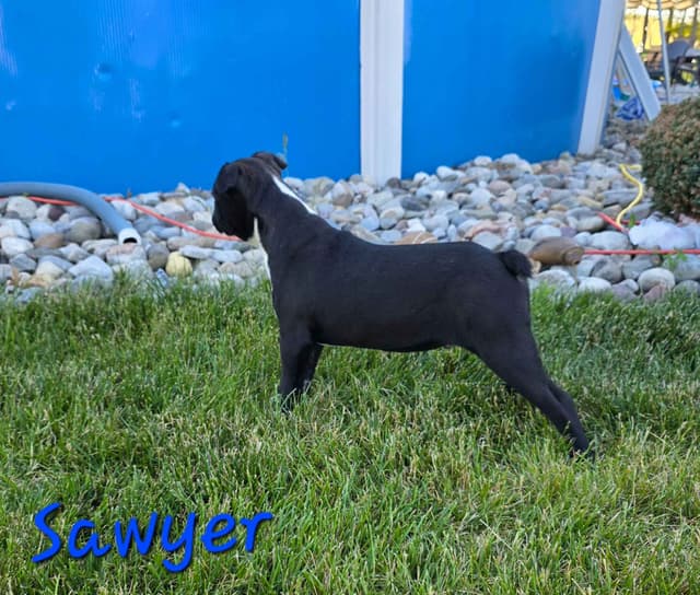 BVF Boston Terrier Puppies media 3