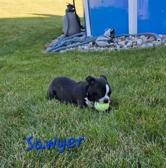 BVF Boston Terrier Puppies media 4