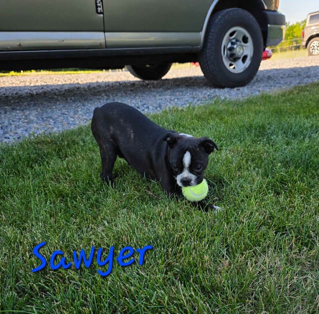 BVF Boston Terrier Puppies media 5