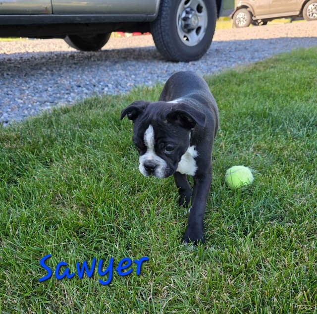 BVF Boston Terrier Puppies media 6