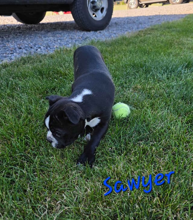 BVF Boston Terrier Puppies media 7