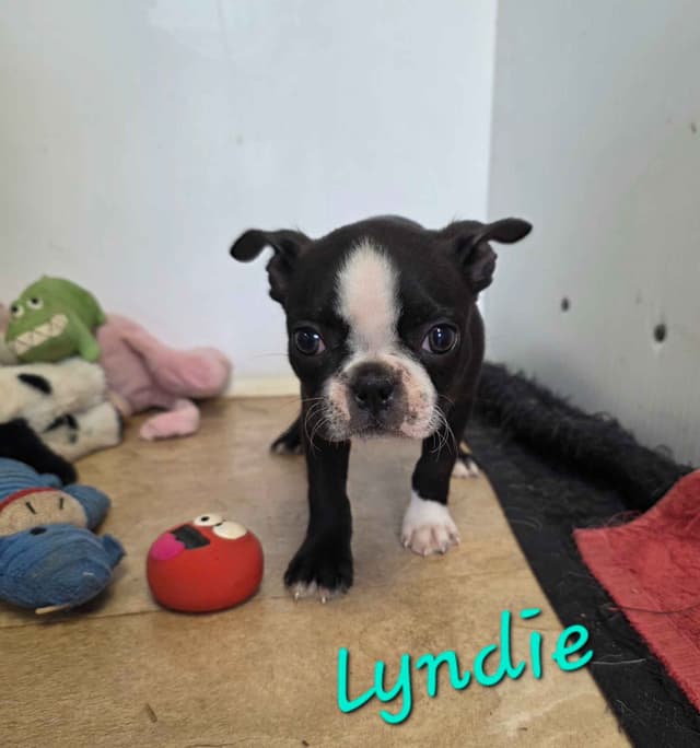 Boston Terrier Puppies media 2