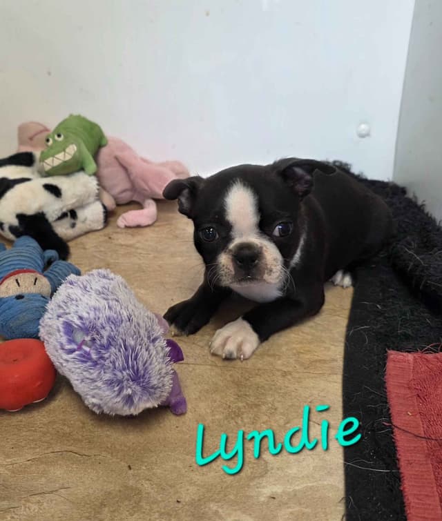 Boston Terrier Puppies media 3