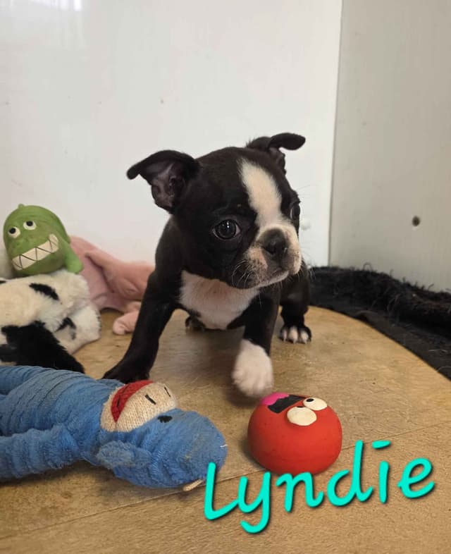 Boston Terrier Puppies media 5