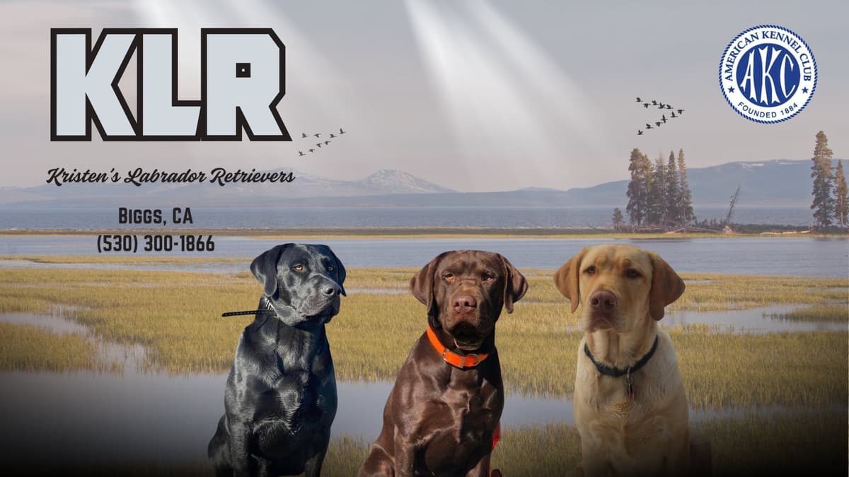 Labrador Retriever Puppies breeder image 1