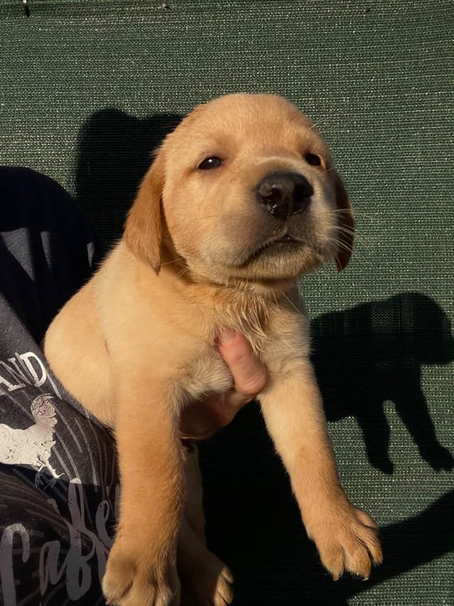 Labrador Retriever Puppies media 3