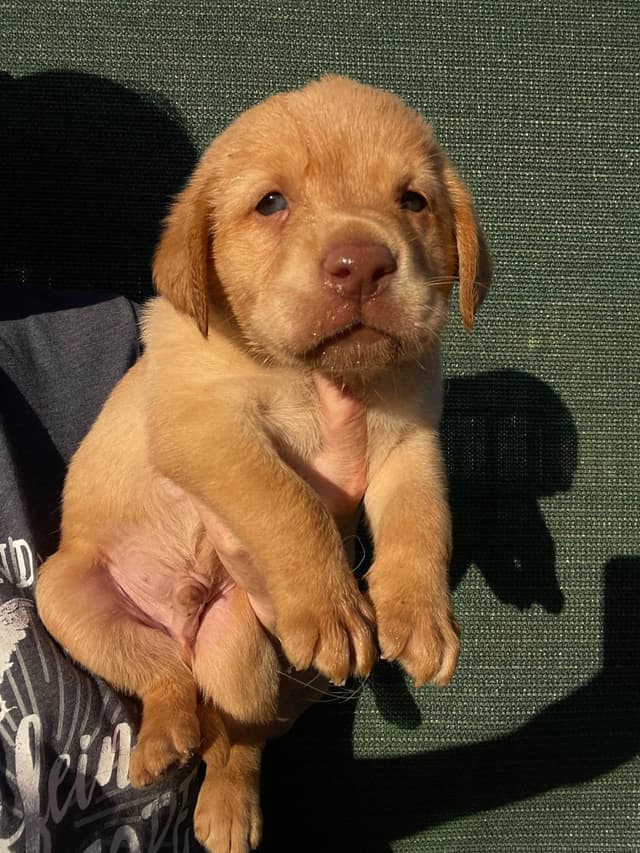 Labrador Retriever Puppies media 6