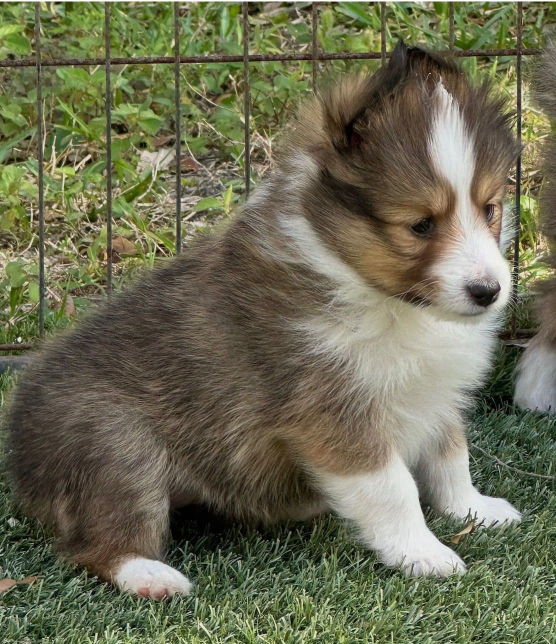 Shetland Sheepdog Puppies breeder image 1