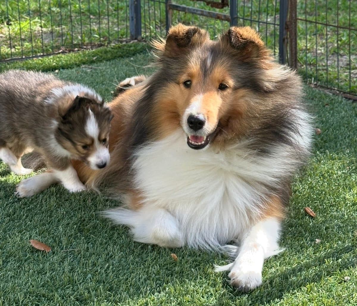 Shetland Sheepdog Puppies breeder image 2