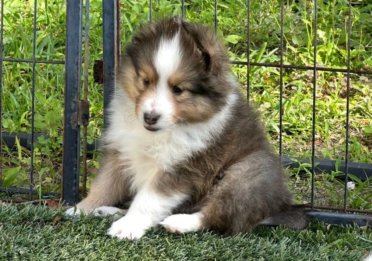 Shetland Sheepdog Puppies breeder image 3
