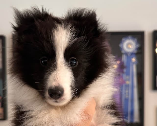 Shetland Sheepdog Puppies media 3