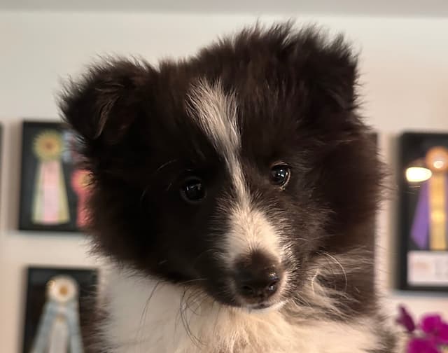 Shetland Sheepdog Puppies media 4