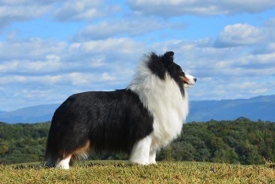 Shetland Sheepdog Puppies media 5