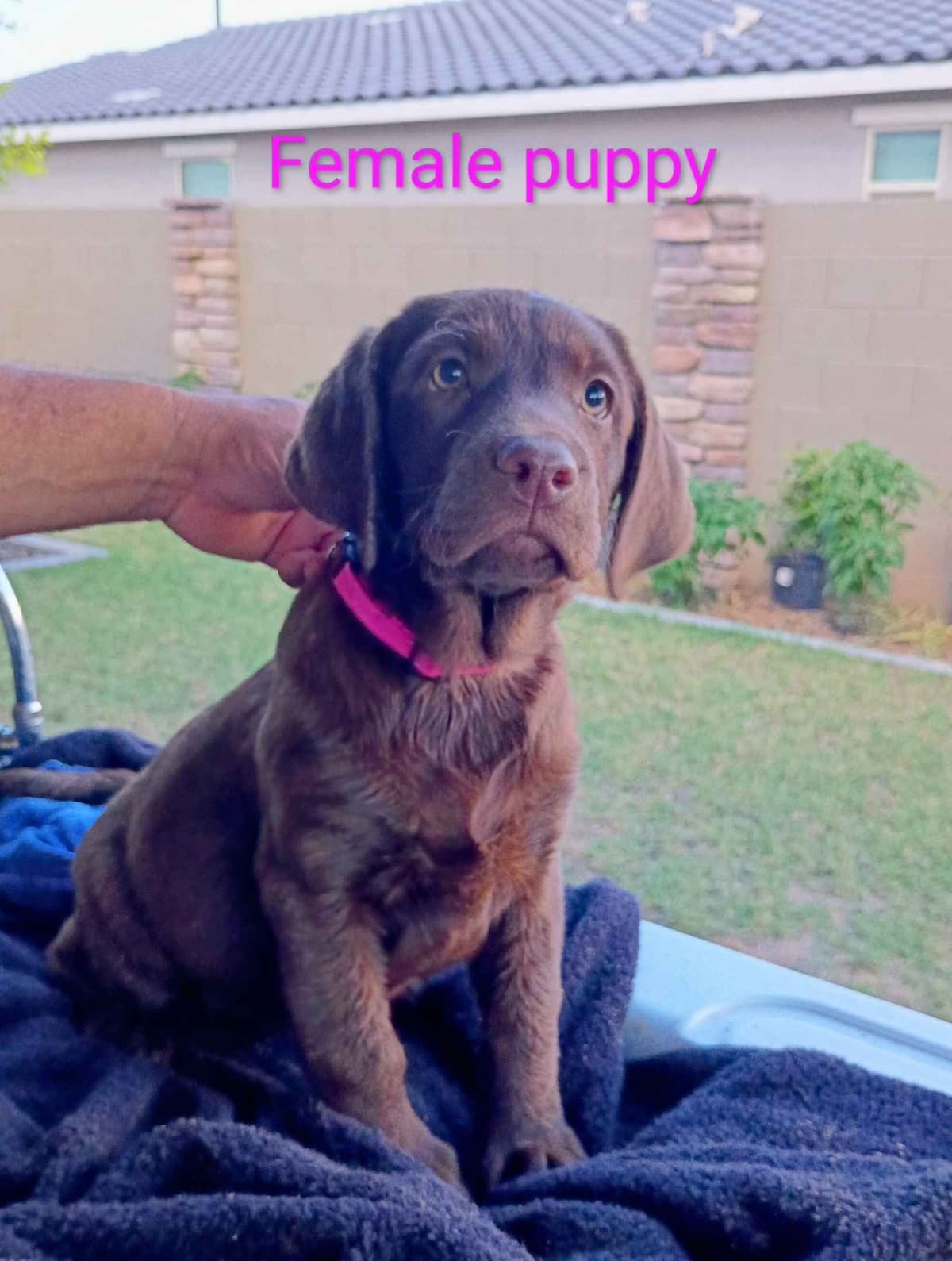 Labrador Retriever Puppies breeder image 3
