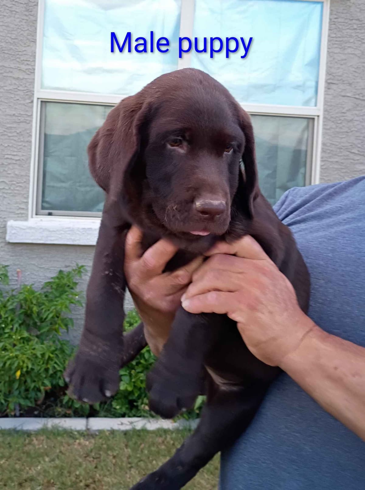 Labrador Retriever Puppies breeder image 1