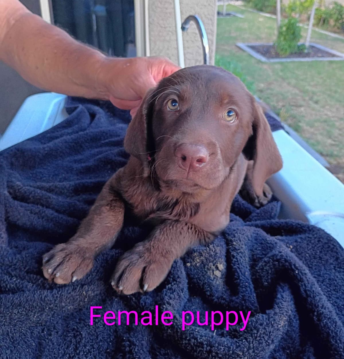 Labrador Retriever Puppies breeder image 5