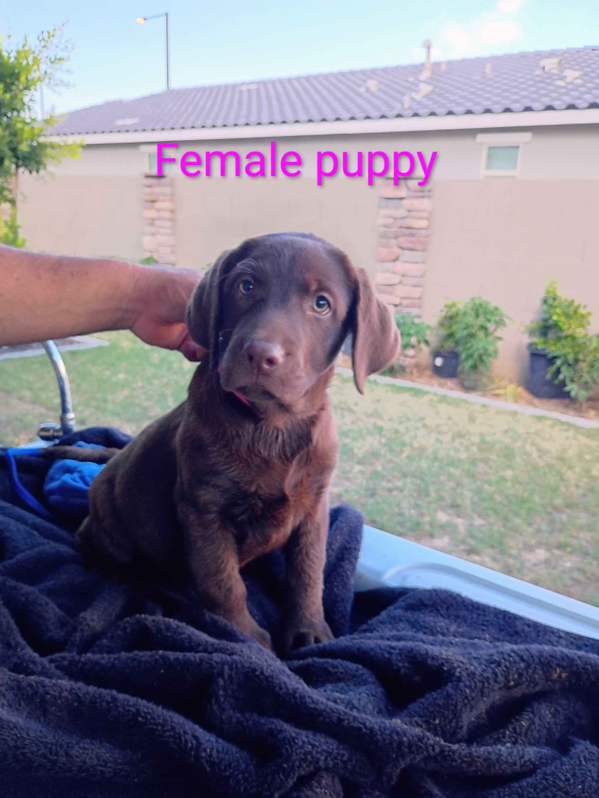 Labrador Retriever Puppies breeder image 6