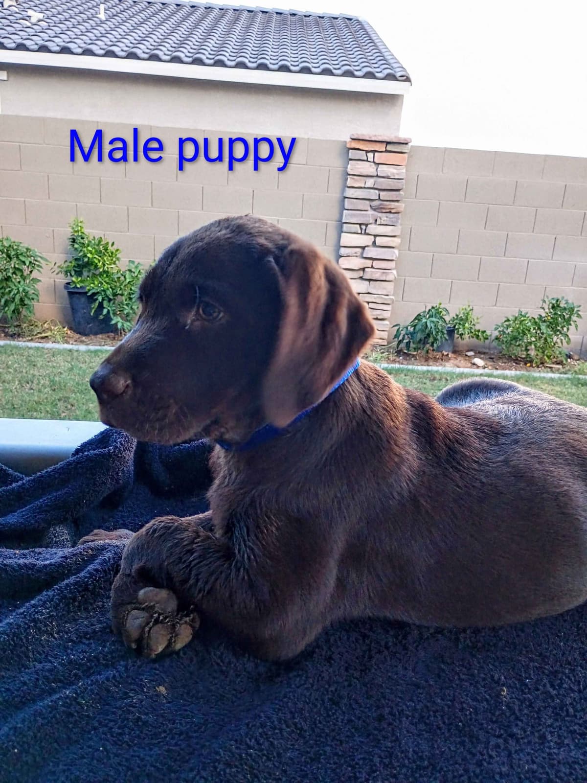 Labrador Retriever Puppies breeder image 8