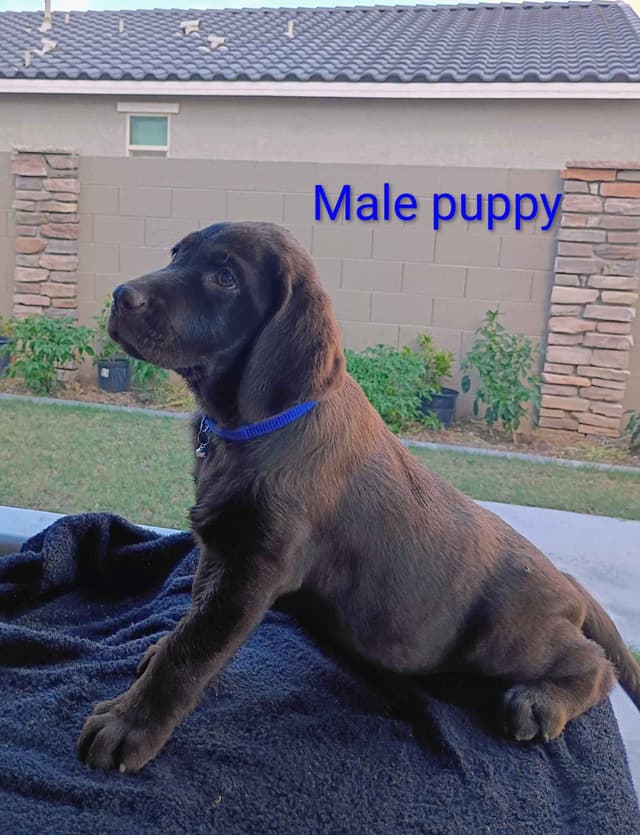 Labrador Retriever Puppies media 2