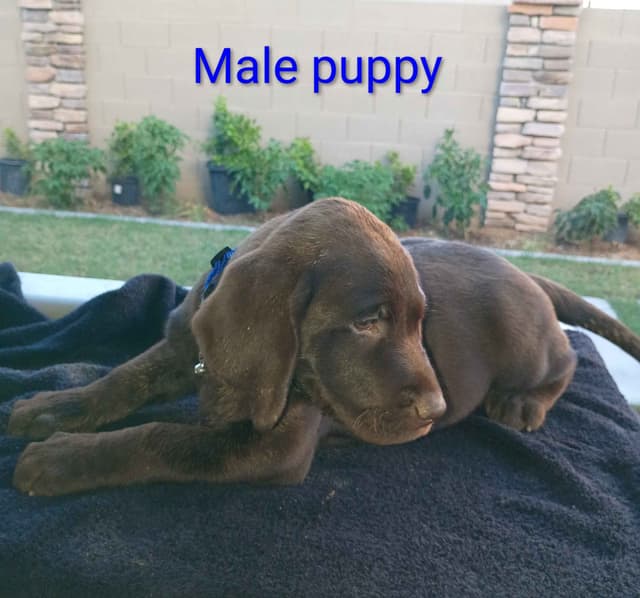 Labrador Retriever Puppies media 4