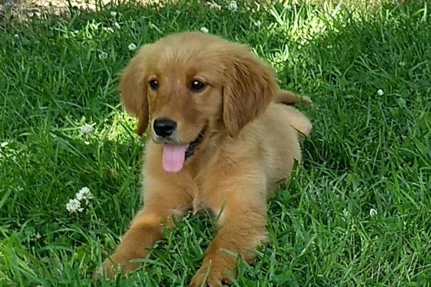 Cavalier King Charles Spaniel Puppies breeder image 1