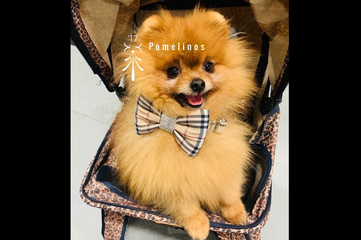 Pomeranian Puppies breeder image 1