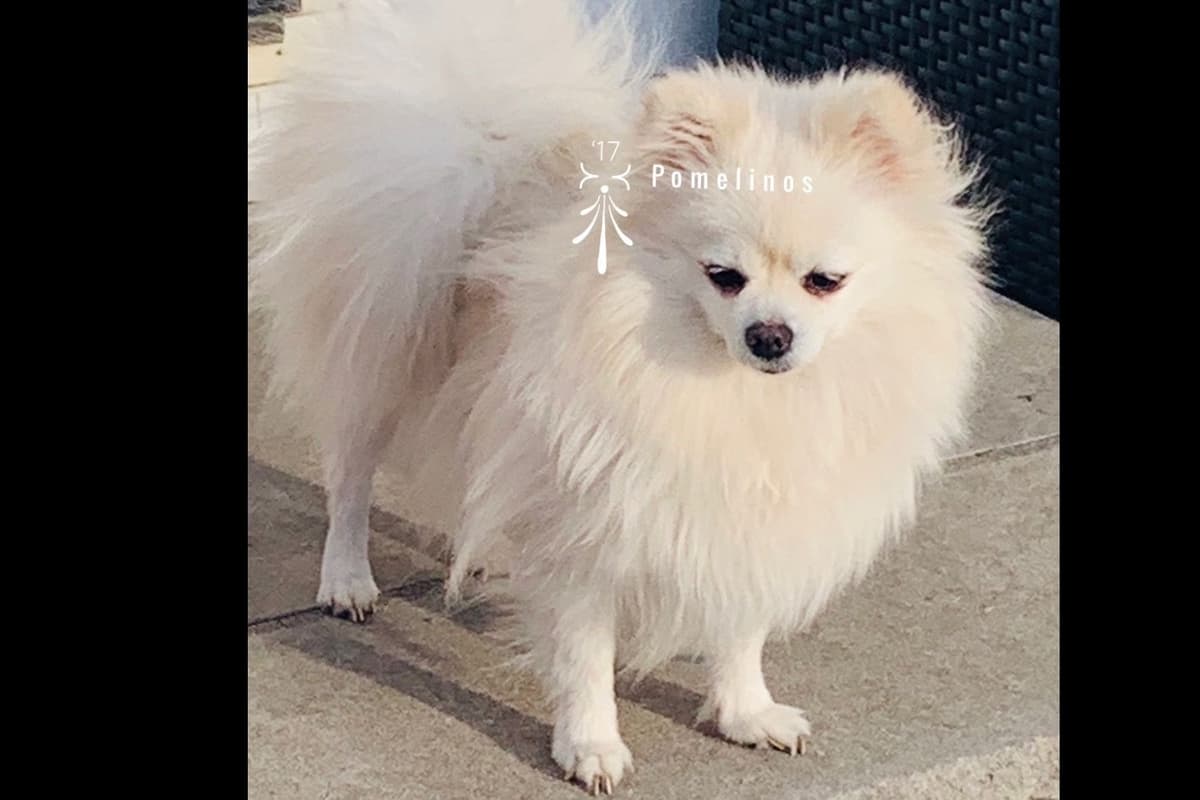 Pomeranian Puppies breeder image 2