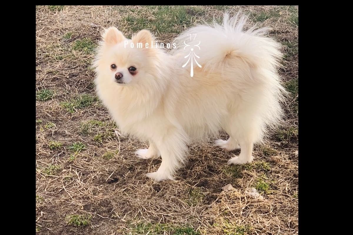 Pomeranian Puppies breeder image 3
