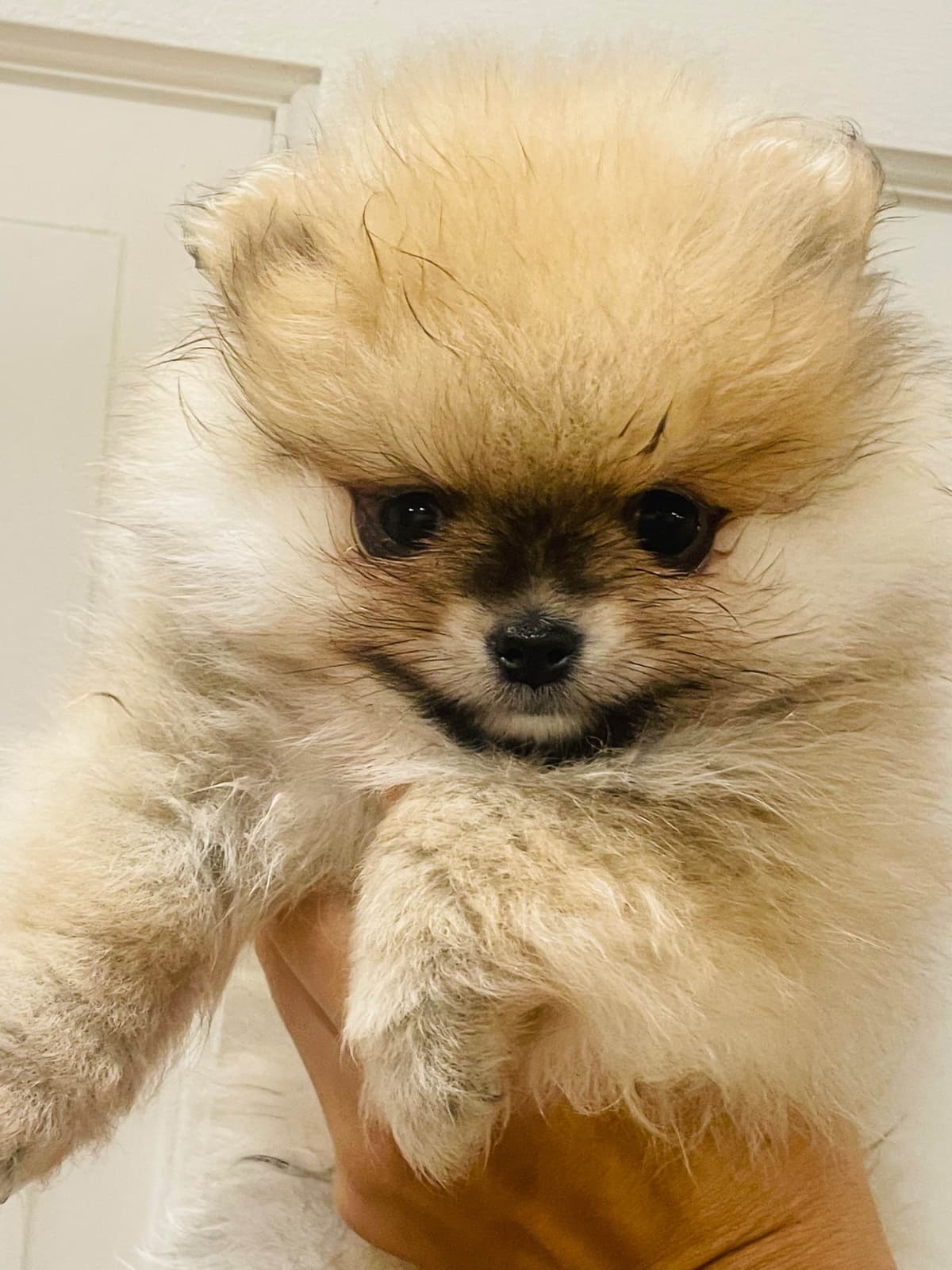 Pomeranian Puppies breeder image 4