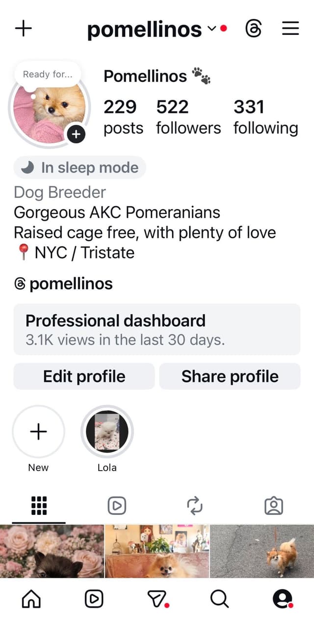 Pomeranian Puppies media 2