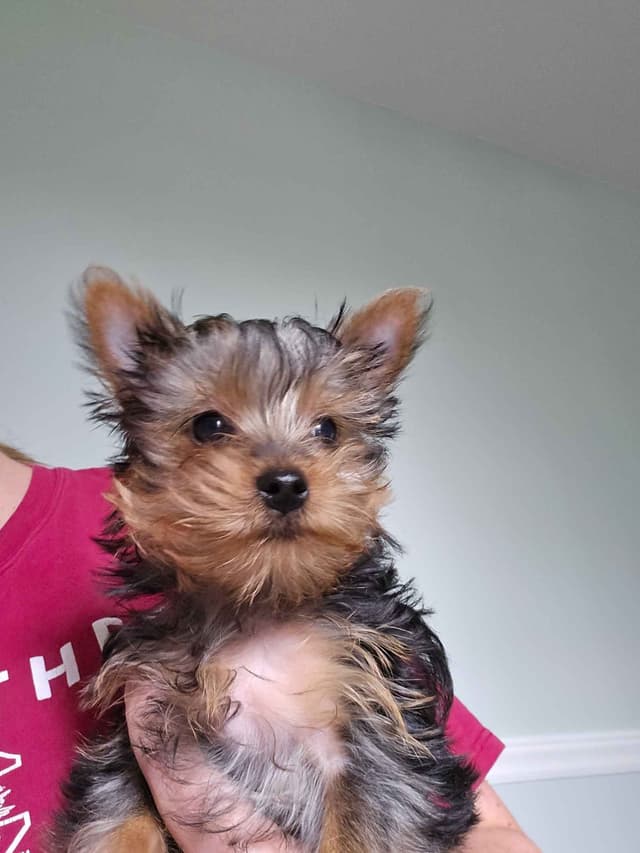 Yorkshire Terrier Puppies media 2
