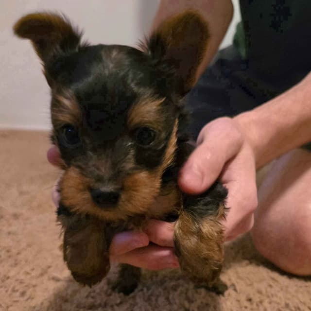 Yorkshire Terrier Puppies media 3